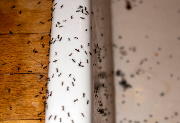 Best Commercial Pest Control Services  in Milford, UT
